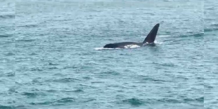 ಸ್ಕೂಬಾ ಡೈವಿಂಗ್​ಗೆ ಹೊರಟಾಗ ಸಿಕ್ತು ತಿಮಿಂಗಿಲಗಳು : ವೀಡಿಯೋ ವೈರಲ್..!