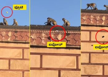 ಫ್ರೂಟಿ ಜ್ಯೂಸ್​ಗಾಗಿ ಐಫೋನ್ ಡೀಲ್​ ಮಾಡಿದ ಮಂಗಣ್ಣ : ದೇವರ ದರ್ಶನಕ್ಕೆ ಬಂದಿದ್ದ ಭಕ್ತನಿಗೆ ಕಿಟಲೇ ಕೊಟ್ಟ ಕೋತಿ