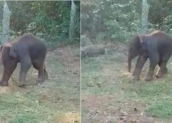 ಸುಳ್ಯ : ಹಿಂಡಿನಿಂದ ಬೇರ್ಪಟ್ಟ ಮರಿಯಾನೆ ಪತ್ತೆ..!