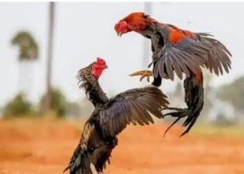 ಕೋಳಿ ಅಂಕಕ್ಕೆ ಪೊಲೀಸ್ ದಾಳಿ : ಸೊತ್ತುಗಳ ಸಹಿತ 6 ಮಂದಿ ವಶಕ್ಕೆ..!