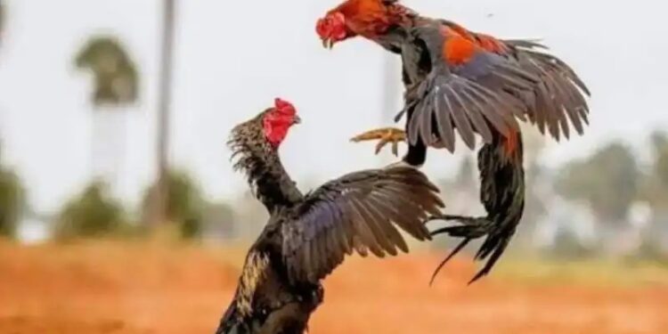 ಕೋಳಿ ಅಂಕಕ್ಕೆ ಪೊಲೀಸ್ ದಾಳಿ : ಸೊತ್ತುಗಳ ಸಹಿತ 6 ಮಂದಿ ವಶಕ್ಕೆ..!