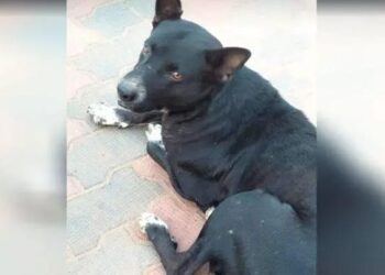 ಸುಬ್ರಹ್ಮಣ್ಯ : ಸಮಯಪ್ರಜ್ಞೆ ಮೆರೆದ ಬೀದಿ ನಾಯಿ : ಪುಟ್ಟ ಮಗುವಿನ ರಕ್ಷಕನಾದ ಶ್ವಾನ..!