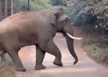 ಸುಬ್ರಹ್ಮಣ್ಯ :  ಐನೆಕಿದು ಶಾಲಾ ಬಳಿ ರಸ್ತೆ ದಾಟಿದ ಕಾಡಾನೆ..!