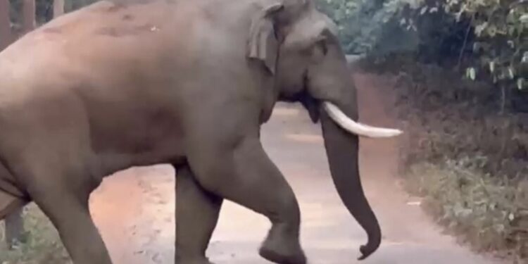 ಸುಬ್ರಹ್ಮಣ್ಯ :  ಐನೆಕಿದು ಶಾಲಾ ಬಳಿ ರಸ್ತೆ ದಾಟಿದ ಕಾಡಾನೆ..!