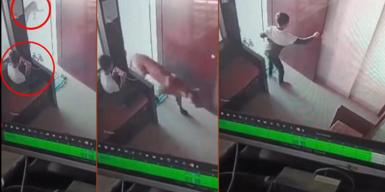 ಬೇಟೆಗೆ ಬಂದ ಚಿರತೆಯನ್ನು ಮೆಲ್ಲಗೆ ಕೂಡಿ ಹಾಕಿ ಬಾಲಕ ಎಸ್ಕೇಪ್ : ವೀಡಿಯೋ ವೈರಲ್..!