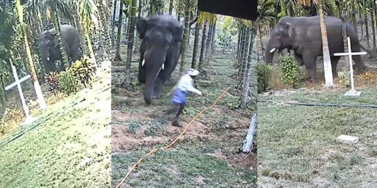 ಜಸ್ಟ್​ ಮಿಸ್​..,ತೋಟದಲ್ಲಿ ಕೆಲಸ ಮಾಡುತ್ತಿದ್ದ ಕಾರ್ಮಿಕನ ಮೇಲೆ ಕಾಡಾನೆ ಅಟ್ಯಾಕ್​ : ದೃಶ್ಯ ಸಿಸಿಟಿವಿಯಲ್ಲಿ ಸೆರೆ