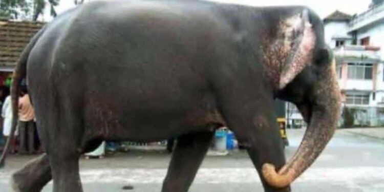 ಶಿವರಾತ್ರಿಯಂದೇ ಶಿವೈಕ್ಯಳಾದ ಧರ್ಮಸ್ಥಳದ ಆನೆ ಲತಾ