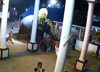 ಆನೆ ತುಳಿದು ಮಾವುತ ಸಾವು : ದೃಶ್ಯ ಸಿಸಿಟಿವಿಯಲ್ಲಿ ಸೆರೆ