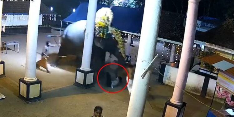 ಆನೆ ತುಳಿದು ಮಾವುತ ಸಾವು : ದೃಶ್ಯ ಸಿಸಿಟಿವಿಯಲ್ಲಿ ಸೆರೆ