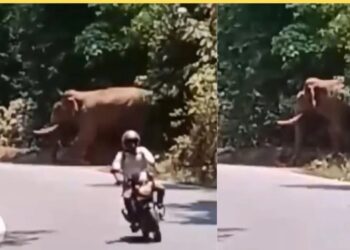 ಚಾರ್ಮಾಡಿ ಘಾಟಿಯಲ್ಲಿ ಮತ್ತೆ ಕಾಣಿಸಿಕೊಂಡ ಕಾಡಾನೆ : ಪವಾಡಸದೃಶವಾಗಿ ಪಾರಾದ ಬೈಕ್ ಸವಾರ : ವೀಡಿಯೋ ವೈರಲ್‌