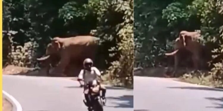 ಚಾರ್ಮಾಡಿ ಘಾಟಿಯಲ್ಲಿ ಮತ್ತೆ ಕಾಣಿಸಿಕೊಂಡ ಕಾಡಾನೆ : ಪವಾಡಸದೃಶವಾಗಿ ಪಾರಾದ ಬೈಕ್ ಸವಾರ : ವೀಡಿಯೋ ವೈರಲ್