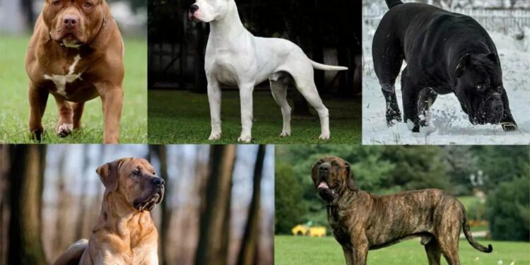 23 ತಳಿಗಳನ್ನು ನಿಷೇಧಿಸಿದ್ದ ಸರ್ಕಾರದ ಆದೇಶಕ್ಕೆ ಹೈಕೋರ್ಟ್ ತಡೆ..!