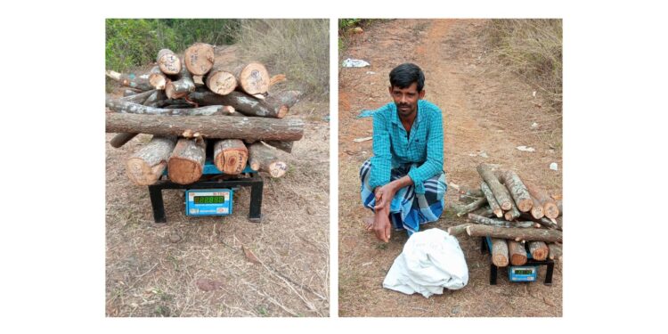 ಅರಣ್ಯ ಸಂಚಾರಿದಳದ ಎಸ್.ಐ.‌ ಜಾನಕಿ ನೇತೃತ್ವದಲ್ಲಿ ಕಾರ್ಯಾಚರಣೆ : ಶ್ರೀಗಂಧ ವಶದಲ್ಲಿಟ್ಟುಕೊಂಡಿದ್ದ ವ್ಯಕ್ತಿಯ ಬಂಧನ