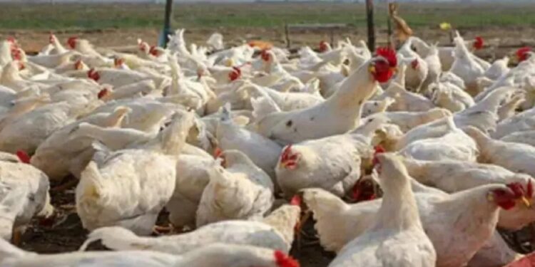 ಕೇರಳದಲ್ಲಿ ಹಕ್ಕಿ ಜ್ವರ : ದಕ್ಷಿಣ ಕನ್ನಡದಲ್ಲಿ ಕಟ್ಟೆಚ್ಚರ ; ಗಡಿಗಳಲ್ಲಿ ವಿಶೇಷ ಚೆಕ್ ಪೋಸ್ಟ್