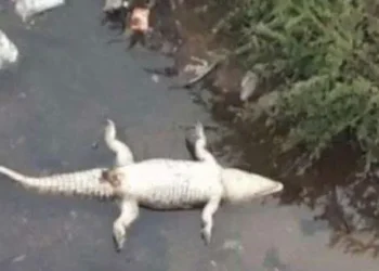 ಕಡಬ : ಮೊಸಳೆ ಮೃತದೇಹ ಪತ್ತೆ..!