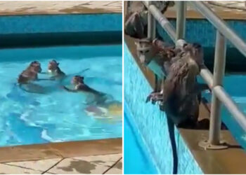 Viral Video: ಬಿಸಿಲಿನ ಬೇಗೆ ತಡೆಯಲಾರದೇ ಸ್ವಿಮಿಂಗ್​​ ಫೂಲ್​​ನಲ್ಲಿ ವಾನರ ಸೈನ್ಯ; ವಿಡಿಯೋ ವೈರಲ್