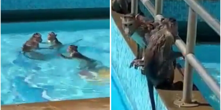 Viral Video: ಬಿಸಿಲಿನ ಬೇಗೆ ತಡೆಯಲಾರದೇ ಸ್ವಿಮಿಂಗ್​​ ಫೂಲ್​​ನಲ್ಲಿ ವಾನರ ಸೈನ್ಯ; ವಿಡಿಯೋ ವೈರಲ್
