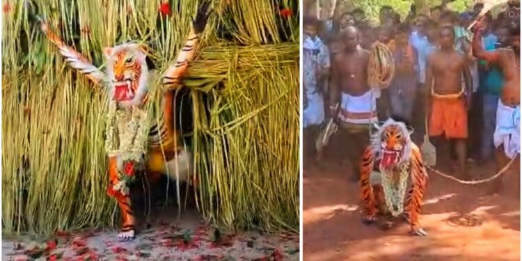 ಇತಿಹಾಸ ಪ್ರಸಿದ್ಧ ಕಾಪು ಪಿಲಿಕೋಲ : ತುಳುನಾಡಿನ ವಿಶಿಷ್ಟ ಜಾನಪದ ಆಚರಣೆ