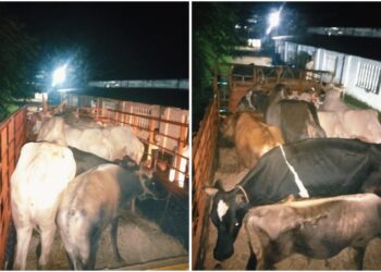 ಮಂಗಳೂರು : ವಧೆಗಾಗಿ ಸಾಗಿಸುತ್ತಿದ್ದ ಜಾನುವಾರುಗಳ ರಕ್ಷಣೆ