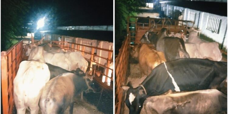 ಮಂಗಳೂರು : ವಧೆಗಾಗಿ ಸಾಗಿಸುತ್ತಿದ್ದ ಜಾನುವಾರುಗಳ ರಕ್ಷಣೆ