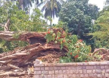 ಧರೆಗುರುಳಿದ ಕಾಂತಬಾರೆ-ಬೂದಬಾರೆಯರ ತೊಟ್ಟಿಲು ಕಟ್ಟಿದ್ದ ಮರ