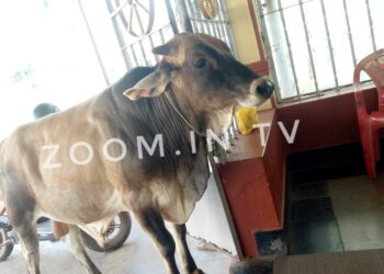 ಪುತ್ತೂರು : ಮಹಾಲಿಂಗೇಶ್ವರ ದೇವಸ್ಥಾನ ವಠಾರದಲ್ಲಿದ್ದ ಹೋರಿ (ಅಣ್ಣು) ನಾಪತ್ತೆ..!