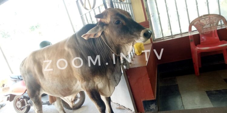 ಪುತ್ತೂರು : ಮಹಾಲಿಂಗೇಶ್ವರ ದೇವಸ್ಥಾನ ವಠಾರದಲ್ಲಿದ್ದ ಹೋರಿ (ಅಣ್ಣು) ನಾಪತ್ತೆ..!