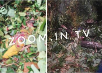 ಸುಬ್ರಮಣ್ಯ : ಮರ ಬಿದ್ದು ಮಹಿಳೆ ಮೃತ್ಯು..!!!