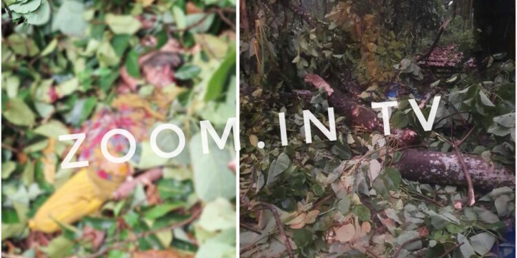 ಸುಬ್ರಮಣ್ಯ : ಮರ ಬಿದ್ದು ಮಹಿಳೆ ಮೃತ್ಯು..!!!