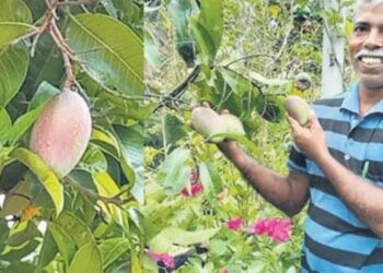 ವಿಶ್ವದ ದುಬಾರಿ ಮಾವಿನಹಣ್ಣು ಇದೀಗ ಕರಾವಳಿಯಲ್ಲಿ!