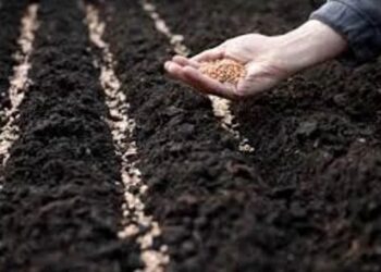 ಬಿತ್ತನೆ ಬೀಜಗಳ ಬೆಲೆ ಶೇ.48 ಏರಿಕೆ!