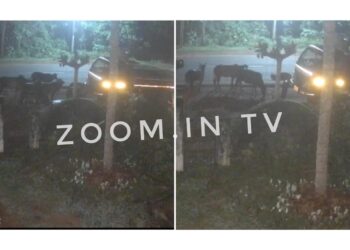 ರಸ್ತೆ ಬದಿ ಮಲಗಿದ್ದ ದನಗಳಿಗೆ ಇಂಜೆಕ್ಷನ್ ಕೊಟ್ಟು ಕಾರಿನಲ್ಲಿ ಸಾಗಾಟ : ಕೃತ್ಯ ಸಿ.ಸಿ. ಕ್ಯಾಮರಾದಲ್ಲಿ ಸೆರೆ!