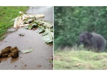 ಶಾಂತಿಗೋಡಿನಿಂದ ಬೆಳ್ಳಿಪ್ಪಾಡಿಗೆ ತಲುಪಿದ ಒಂಟಿಸಲಗ!