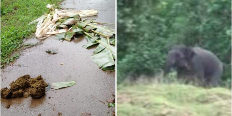 ಶಾಂತಿಗೋಡಿನಿಂದ ಬೆಳ್ಳಿಪ್ಪಾಡಿಗೆ ತಲುಪಿದ ಒಂಟಿಸಲಗ!