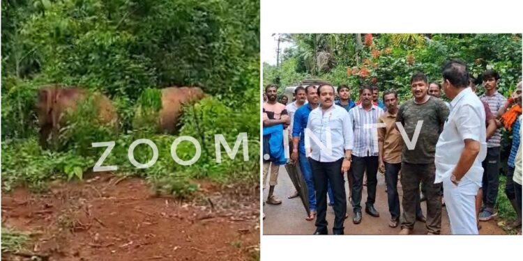 ಬೆಳ್ಳಿಪ್ಪಾಡಿ : ತೋಟದಲ್ಲಿರುವುದು ಒಂದಲ್ಲ ಎರಡು ಆನೆ! ಸ್ಥಳಕ್ಕೆ ಶಾಸಕ ಅಶೋಕ್ ರೈ, ಮಾಜಿ ಶಾಸಕ ಮಠಂದೂರು ಭೇಟಿ