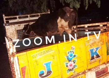 ವಿಟ್ಲ : ಅಕ್ರಮ ಗೋ ಸಾಗಾಟ : ವಾಹನ ಸಹಿತ ಮೂವರನ್ನು ಠಾಣೆಗೆ ಒಪ್ಪಿಸಿದ ಬಜರಂಗದಳ ಕಾರ್ಯಕರ್ತರು