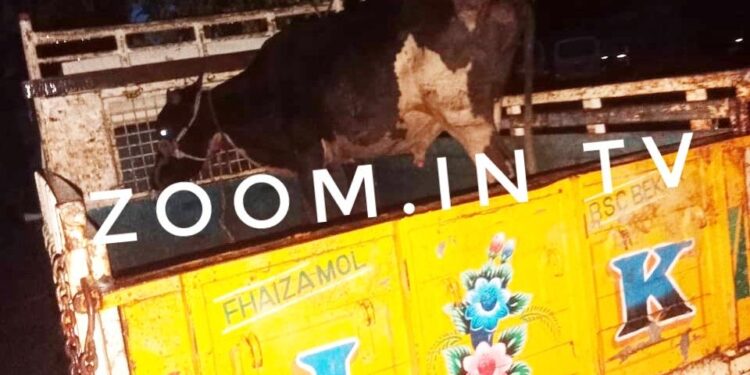 ವಿಟ್ಲ : ಅಕ್ರಮ ಗೋ ಸಾಗಾಟ : ವಾಹನ ಸಹಿತ ಮೂವರನ್ನು ಠಾಣೆಗೆ ಒಪ್ಪಿಸಿದ ಬಜರಂಗದಳ ಕಾರ್ಯಕರ್ತರು