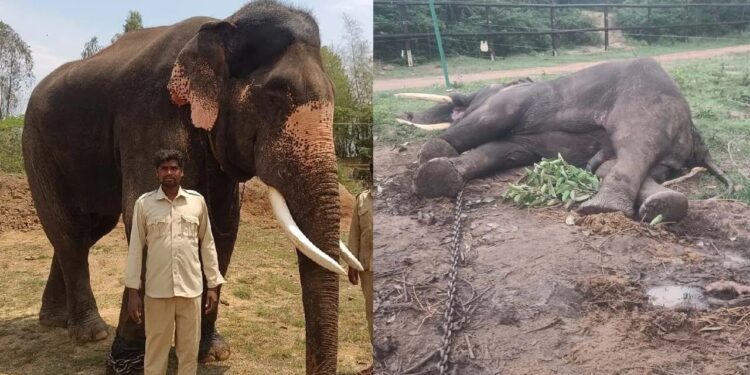 ಮೈಸೂರು ದಸರಾ ಆನೆ ದುರಂತ ಸಾವು : ಎರಡು ಬಾರಿ ದಸರಾ ಮಹೋತ್ಸವದಲ್ಲಿ ಭಾಗಿಯಾಗಿದ್ದ ಅಶ್ವತ್ಥಾಮ!