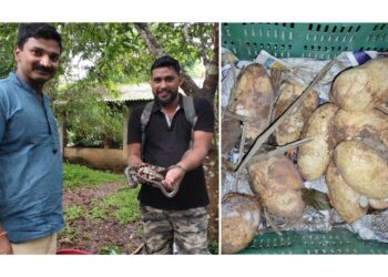 ಹೆಬ್ಬಾವಿನ ಮೊಟ್ಟೆಗಳಿಗೆ ಕೃತಕ ಕಾವು : ಹೊರ ಬಂದ ಮರಿಗಳು!