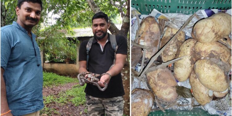 ಹೆಬ್ಬಾವಿನ ಮೊಟ್ಟೆಗಳಿಗೆ ಕೃತಕ ಕಾವು : ಹೊರ ಬಂದ ಮರಿಗಳು!