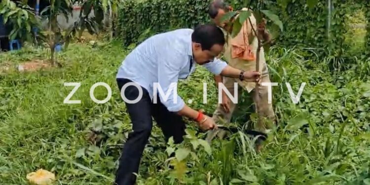 ರಸ್ತೆ ಬದಿಯಲ್ಲಿ ಬಾಗಿದ ಮಾವಿನ ಗಿಡಕ್ಕೆ ಕಂಬ ಆಧಾರವಾಗಿಟ್ಟು ಸರಿಪಡಿಸಿದ ಶಾಸಕ ಅಶೋಕ್ ರೈ