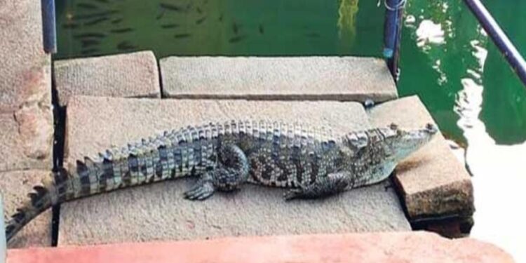 ಶ್ರೀ ಅನಂತಪುರ ದೇವಸ್ಥಾನದ ಭಕ್ತರಿಗೆ ಸಂಪೂರ್ಣ ದರ್ಶನ ನೀಡಿದ ಮೊಸಳೆ ಮರಿ ಬಬಿಯಾ