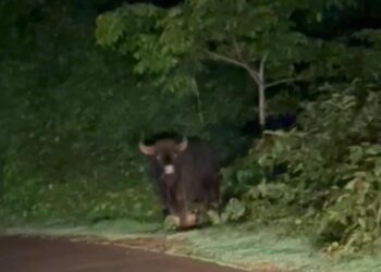 ವಿಟ್ಲ : ಕುಡ್ತಮುಗೇರು ಸಮೀಪ ಪ್ರತ್ಯಕ್ಷವಾದ ಕಾಡುಕೋಣ!