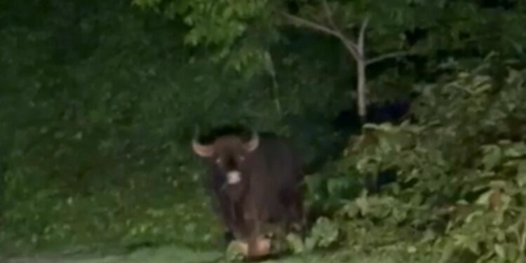 ವಿಟ್ಲ : ಕುಡ್ತಮುಗೇರು ಸಮೀಪ ಪ್ರತ್ಯಕ್ಷವಾದ ಕಾಡುಕೋಣ!