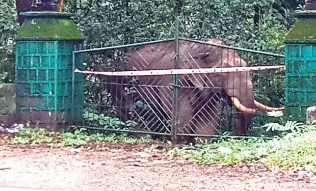 ಚಾರ್ಮಾಡಿ ಘಾಟ್ : ಎರಡನೇ ದಿನವೂ ಕಾಡಾನೆ ಪ್ರತ್ಯಕ್ಷ