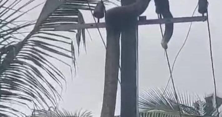 ವಿದ್ಯುತ್ ಕಂಬವೇರಿದ ಹೆಬ್ಬಾವು  : ವಿದ್ಯುತ್ ಸ್ಪರ್ಶಿಸಿ ಸಾವು!