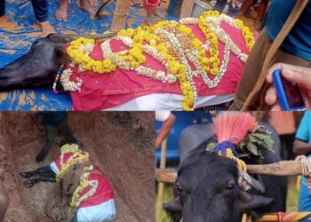 ಹಲವು ಮೆಡಲ್ ಗೆದ್ದಿದ್ದ ‘ಲಕ್ಕಿ’ ಇನ್ನಿಲ್ಲ