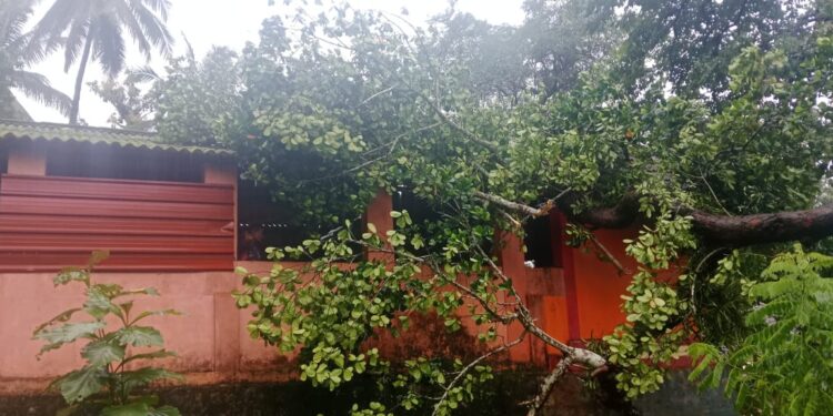 ವಿಟ್ಲ : ಶ್ರೀ ಭಗವತಿ ಕ್ಷೇತ್ರದ ಗೋಪುರಕ್ಕೆ ಮರ ಬಿದ್ದು ಹಾನಿ!