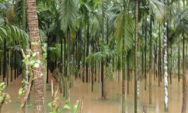 ಬಂಟ್ವಾಳ : ನೇತ್ರಾವತಿ ನದಿ ನೀರಿನ ಮಟ್ಟ ಏರಿಕೆ : ನದಿ ಪಾತ್ರದ ಗ್ರಾಮಗಳ ತೋಟಗಳಿಗೆ ನೀರು