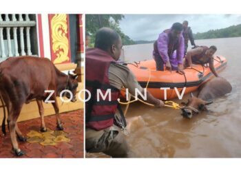 ಉಪ್ಪಿನಂಗಡಿ : ನೇತ್ರಾವತಿ ನದಿಯ ನೀರಿನಲ್ಲಿದ್ದ ದನವನ್ನು ರಕ್ಷಿಸಿದ ರಕ್ಷಣಾ ತಂಡ..!!
